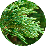 Cedarome About us History Leader Cedar