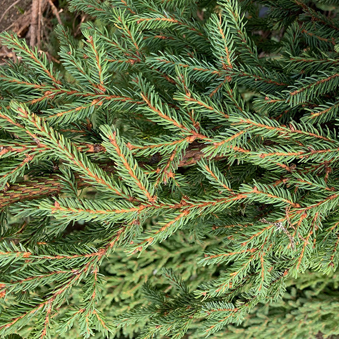 Black Spruce_Épinette noire_Canadian Naturals