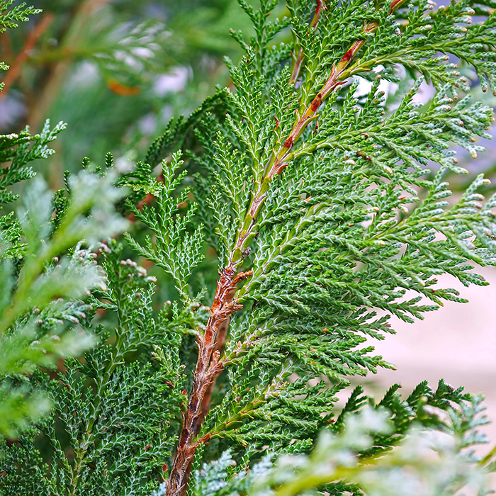 Cedar Western Red_Cèdre rouge de l'ouest_