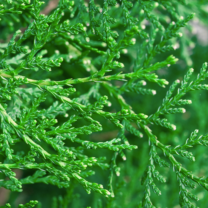 Cedar Western Red_Cèdre rouge de l'ouest_
